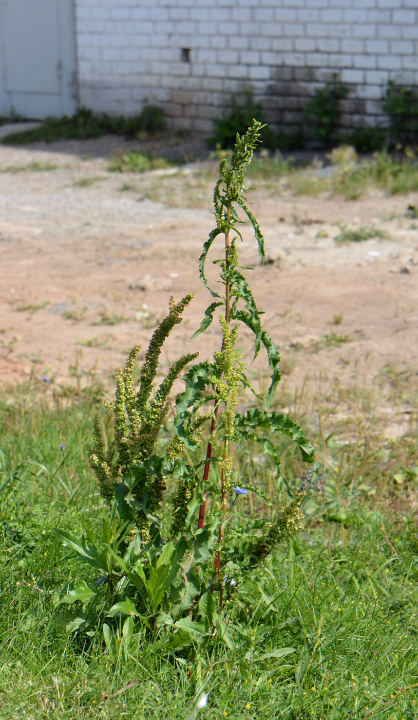 Изображение особи Rumex crispus.