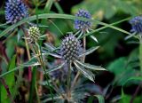 Eryngium planum. Соцветия. Московская обл., гор. округ Озёры, окр. с. Клишино, берег р. Ока, луг на опушке смешанного леса. 15.09.2019.