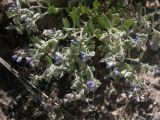 Polygala hohenackeriana