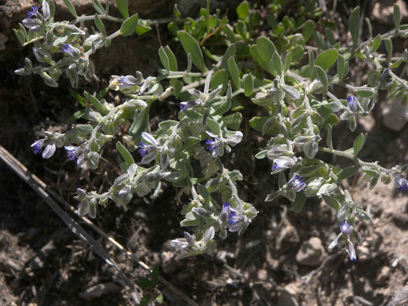 Image of Polygala hohenackeriana specimen.