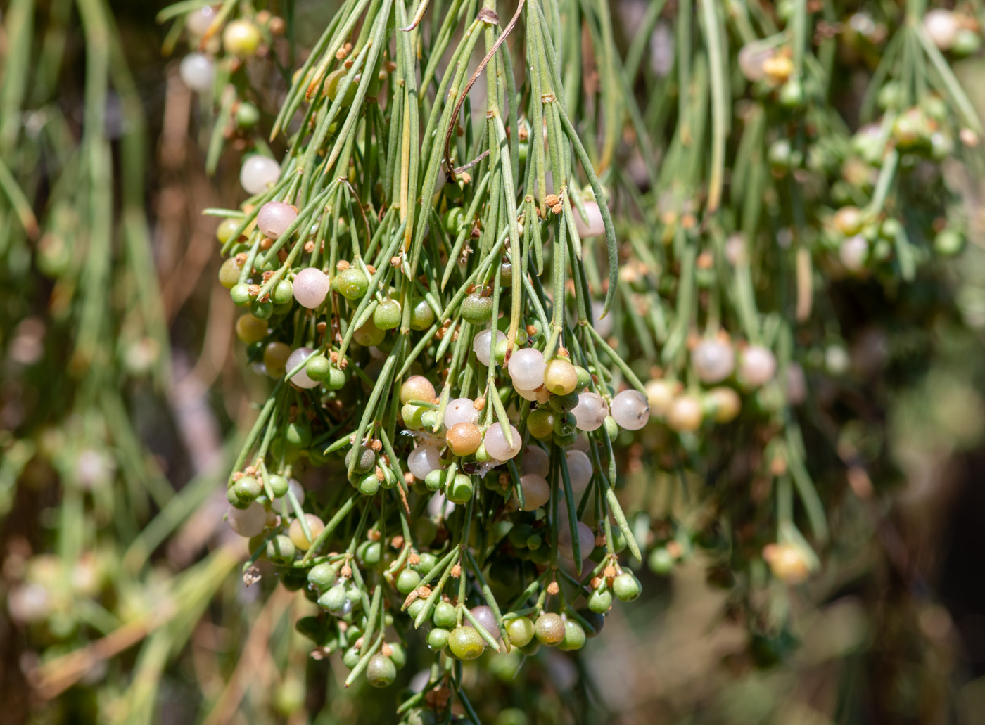 Image of Plocama pendula specimen.