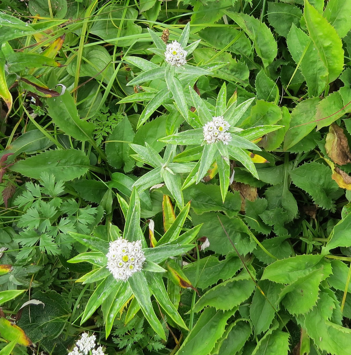 Image of Anaphalis margaritacea specimen.