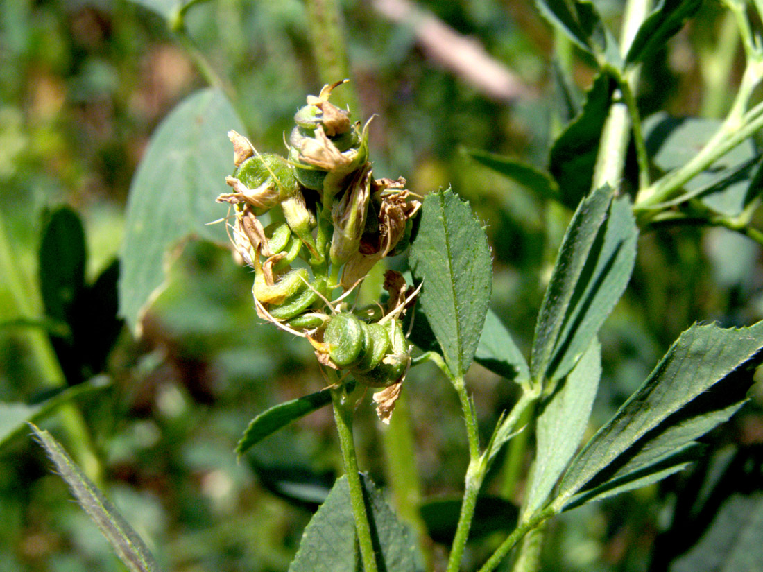 Image of Medicago sativa specimen.