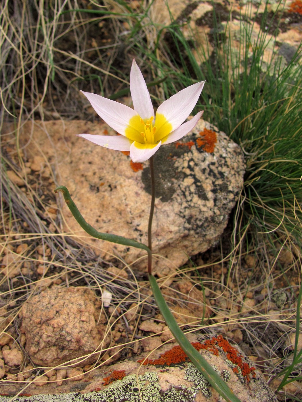 Изображение особи Tulipa patens.