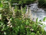 Pyrola rotundifolia. Цветущие растения на берегу реки. Казахстан, Туркестанская обл., Толебийский р-н, территория Сайрам-Угамского национального парка; Угамский хр., долина р. Сайрам-Су, ≈ 2000 м н.у.м. 03.07.2019.