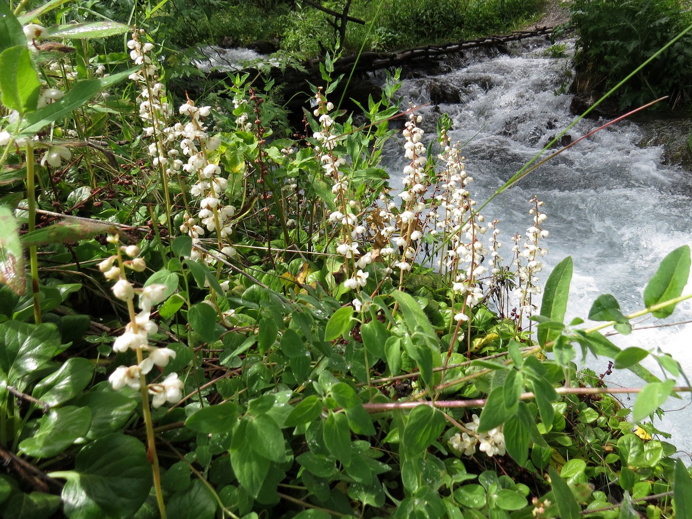 Image of Pyrola rotundifolia specimen.