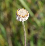 Anthemis tricolor