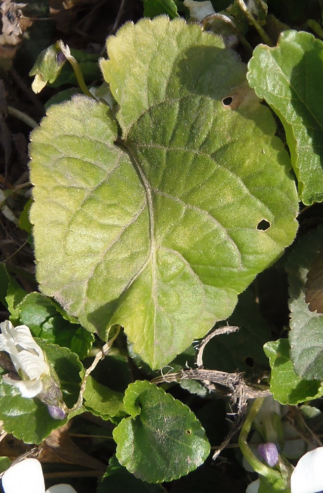 Image of genus Viola specimen.