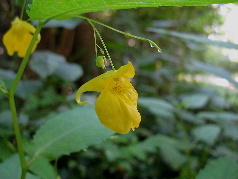 Изображение особи Impatiens noli-tangere.