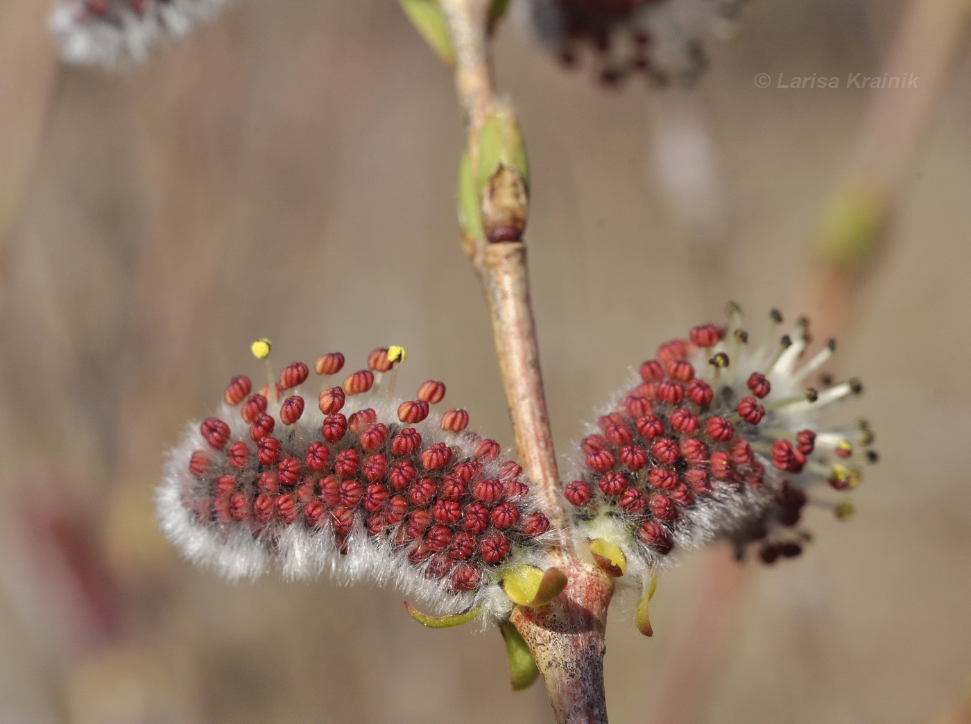 Изображение особи Salix integra.