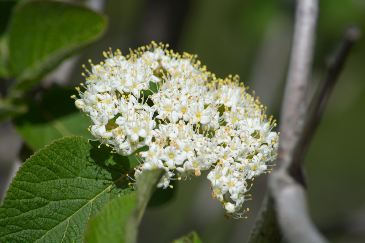 Image of Viburnum lantana specimen.