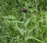 Cirsium heterophyllum. Верхушка бутонизирующего растения. Калужская обл., Боровский р-н, окр. Чёлоховского ручья, смешанный лес, просека для ЛЭП (прорублена 5 лет назад). 13 июня 2020 г.