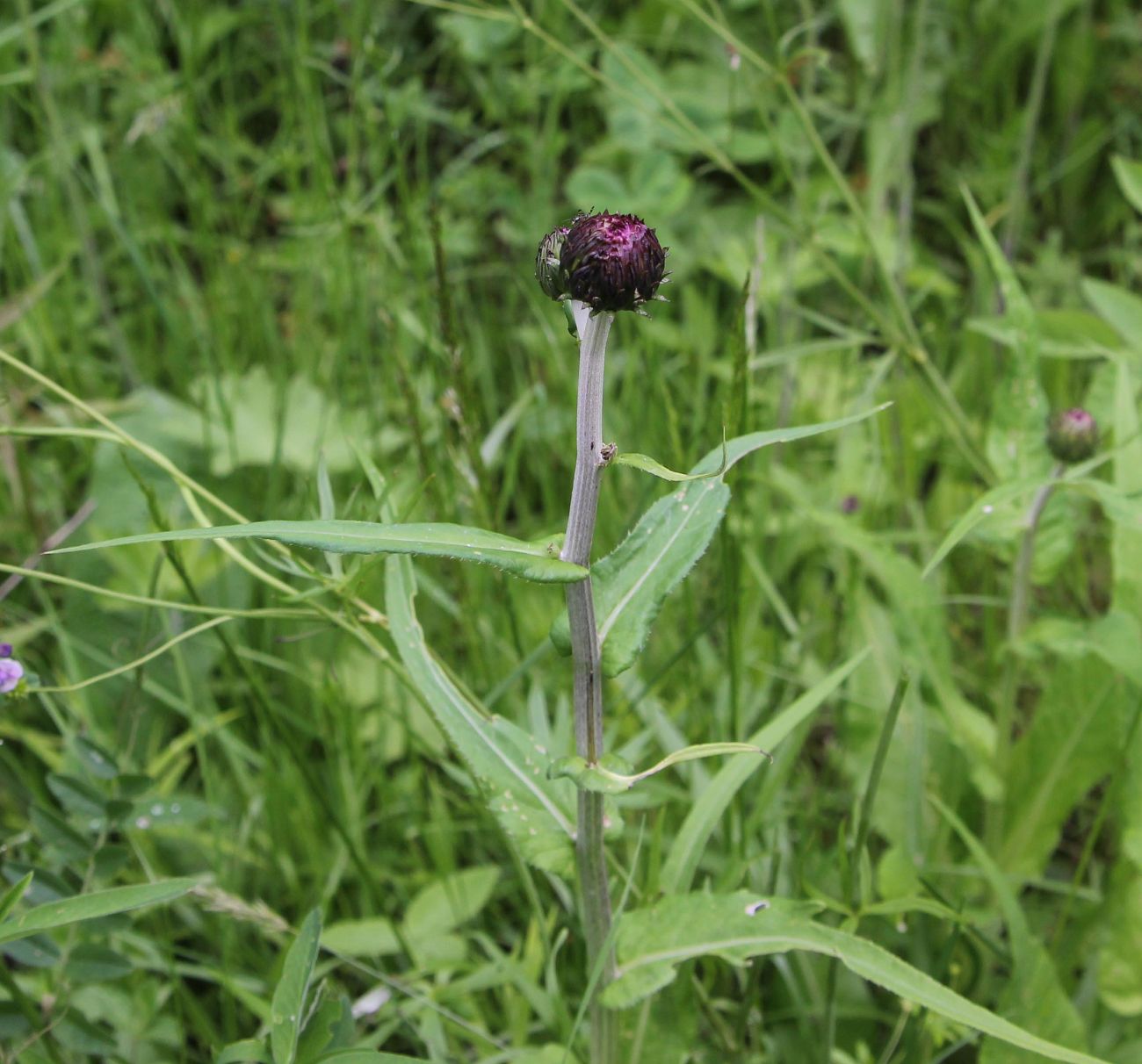 Изображение особи Cirsium heterophyllum.