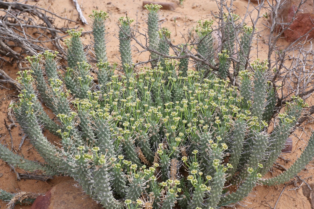 Изображение особи Euphorbia caput-medusae.