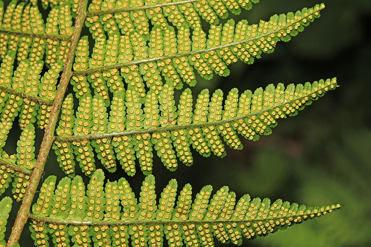 Изображение особи Dryopteris sichotensis.