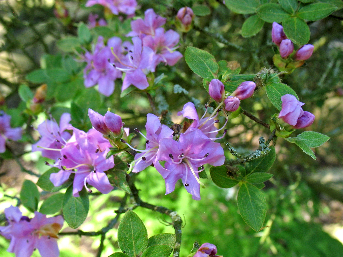 Image of Rhododendron kiusianum specimen.