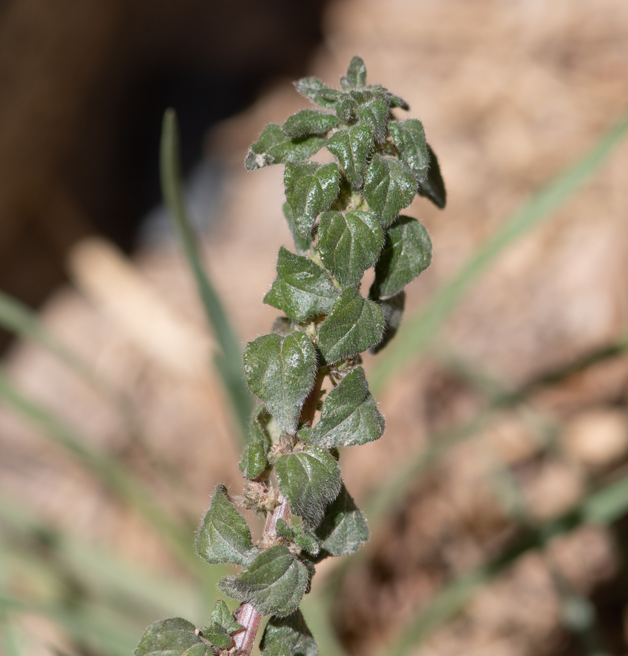 Image of familia Urticaceae specimen.