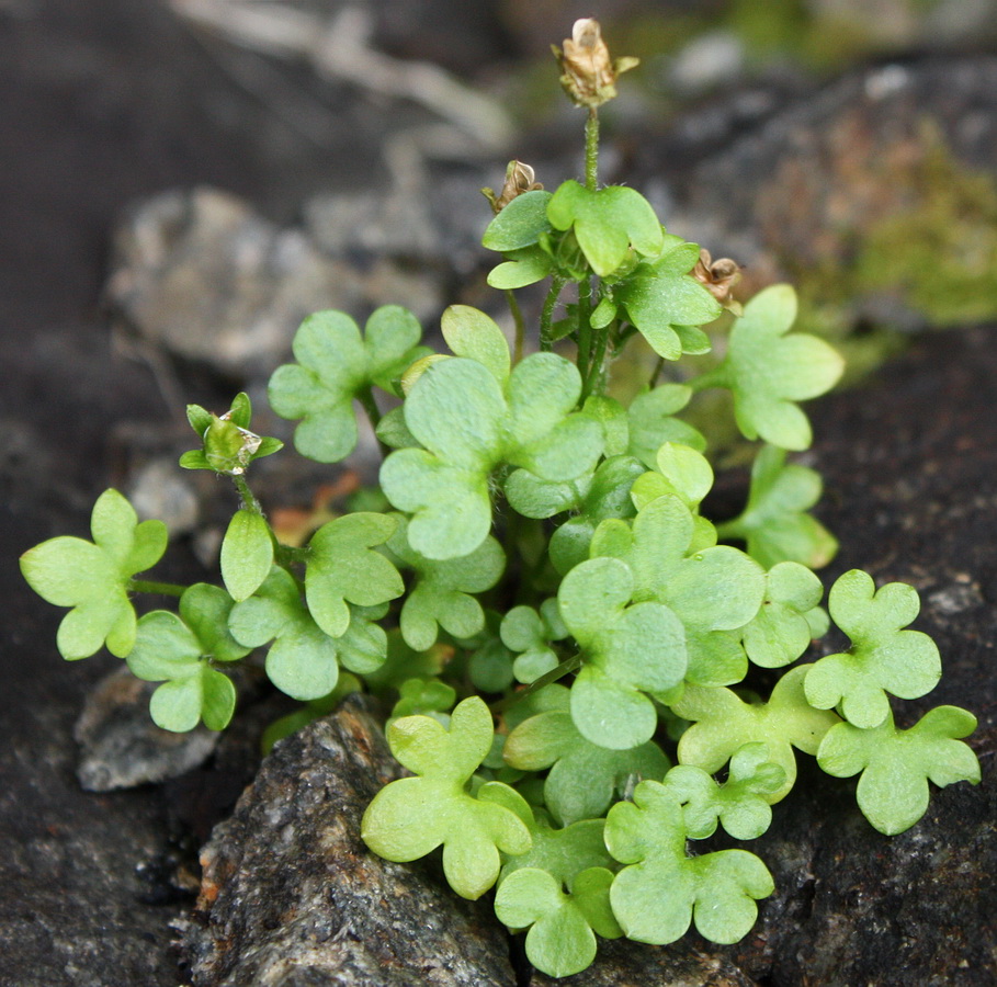 Изображение особи Saxifraga rivularis.