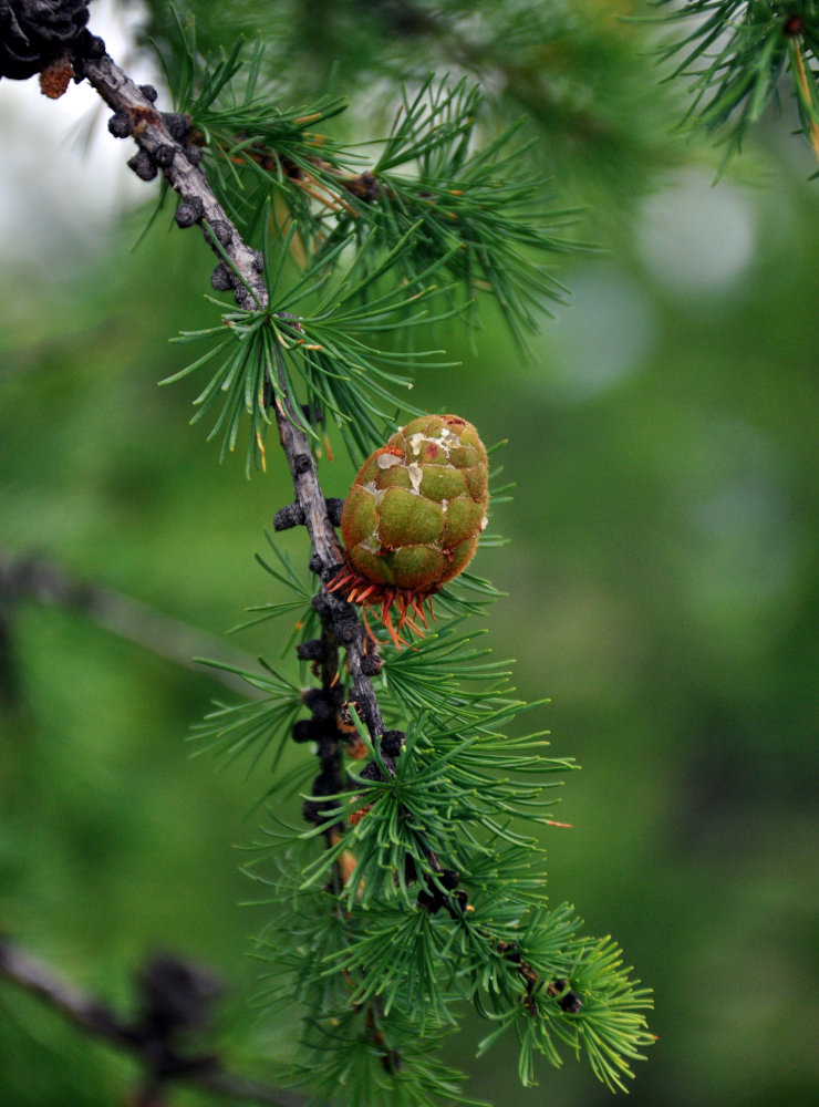 Изображение особи Larix sibirica.