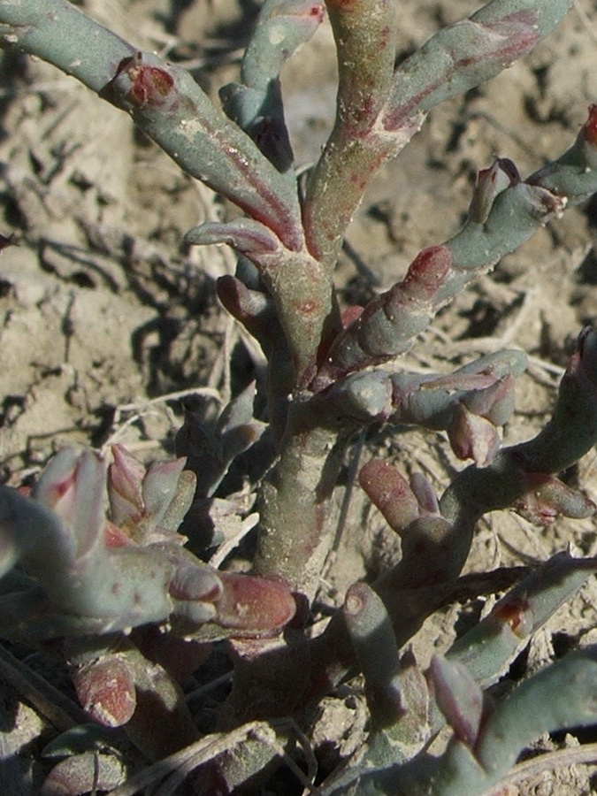 Image of Ofaiston monandrum specimen.