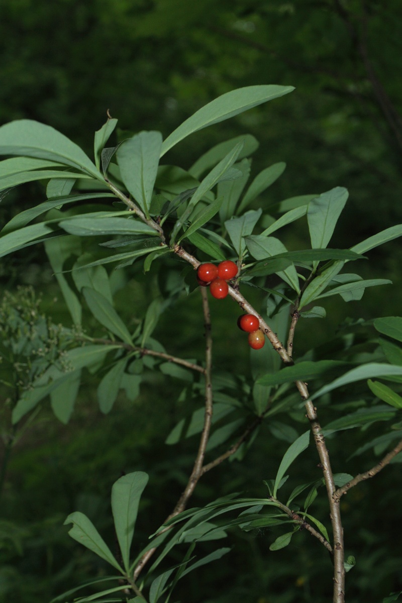 Image of Daphne mezereum specimen.