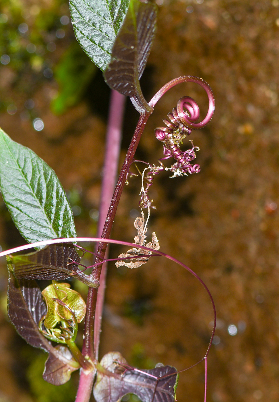 Image of Cobaea scandens specimen.