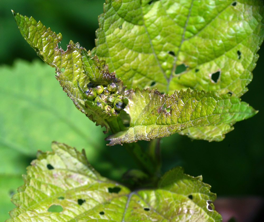 Image of Scrophularia nodosa specimen.