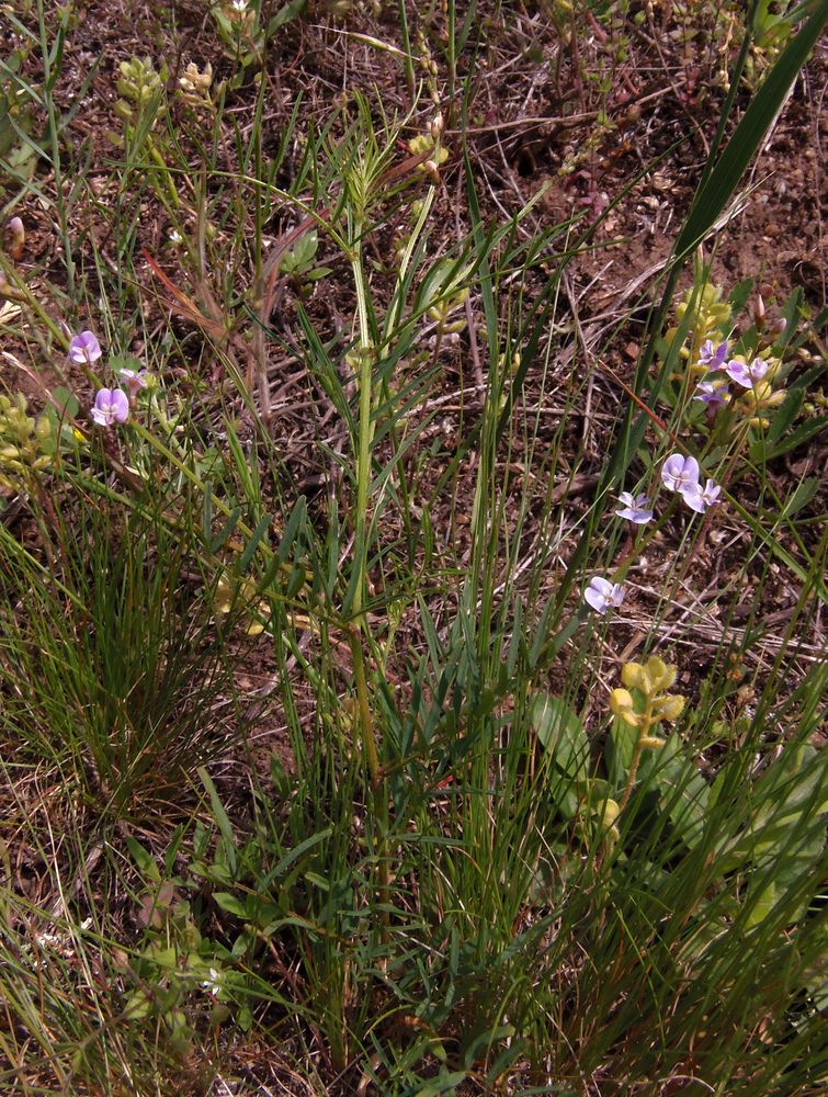 Изображение особи Astragalus austriacus.
