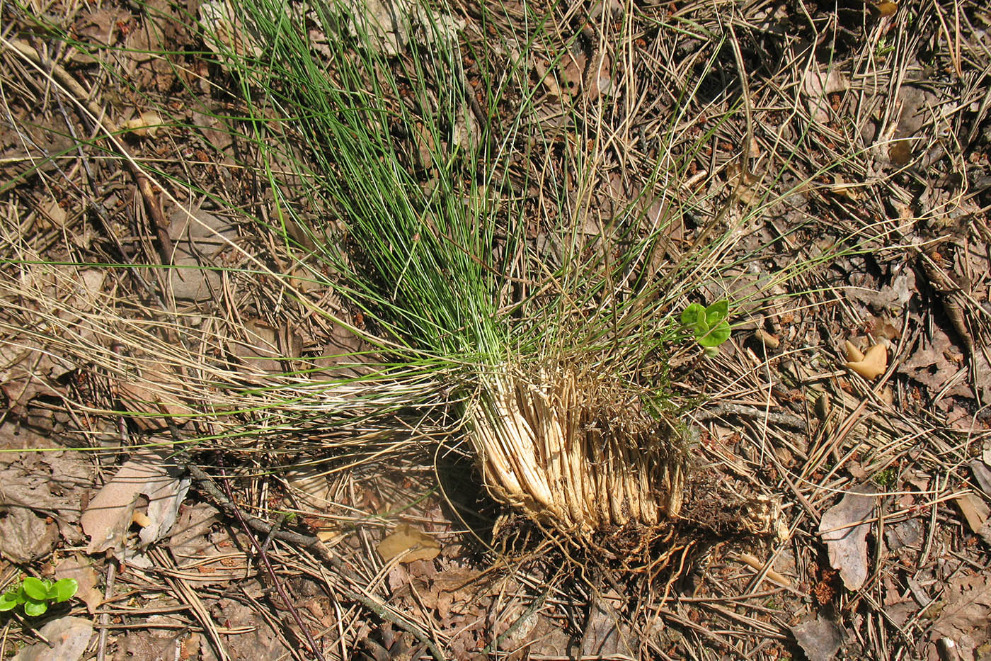 Image of Nardus stricta specimen.