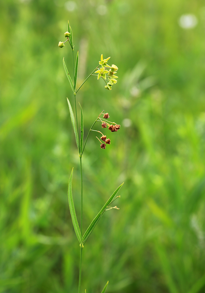 Image of Pycnostelma paniculatum specimen.