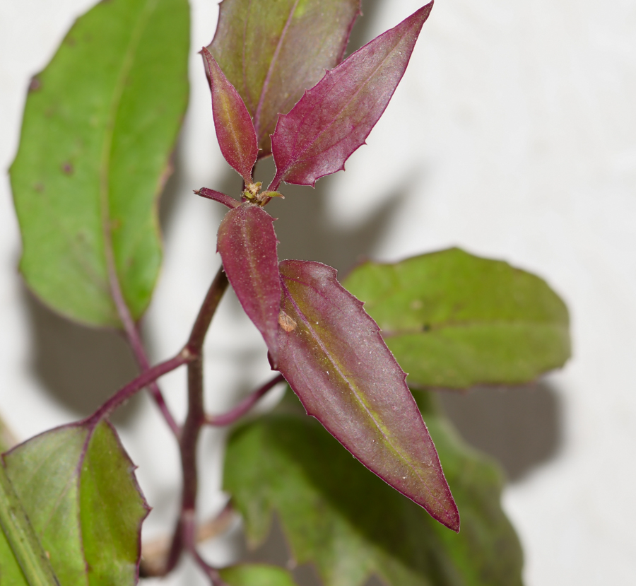 Image of Pseudogynoxys chenopodioides specimen.