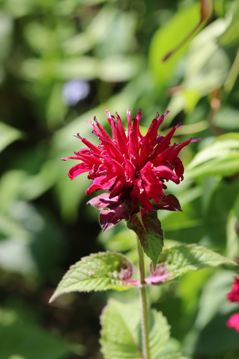 Image of Monarda didyma specimen.