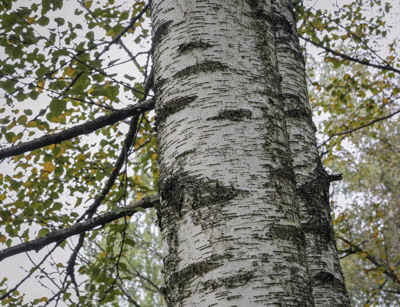 Изображение особи Betula &times; kusmisscheffii.