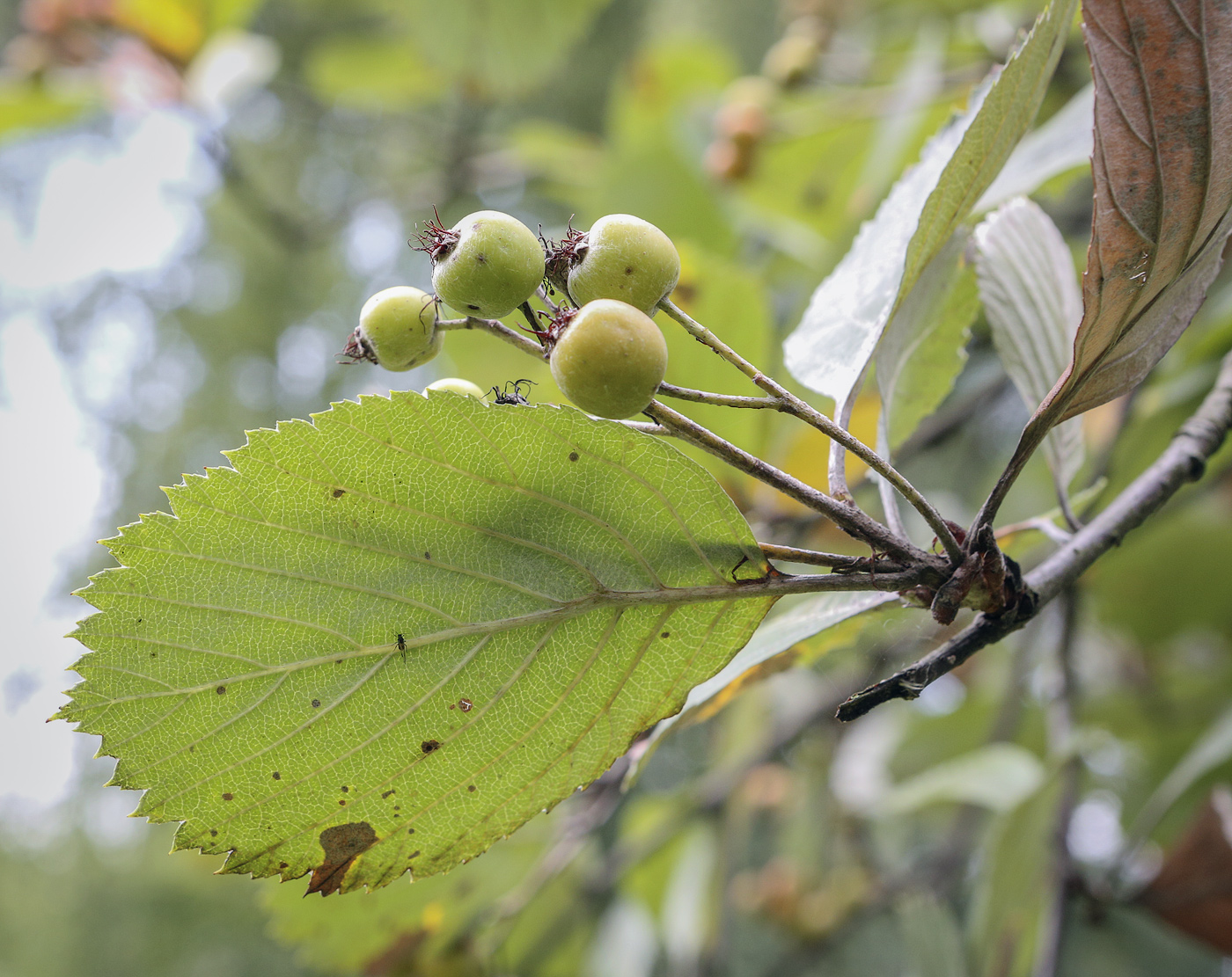 Image of Sorbus subfusca specimen.