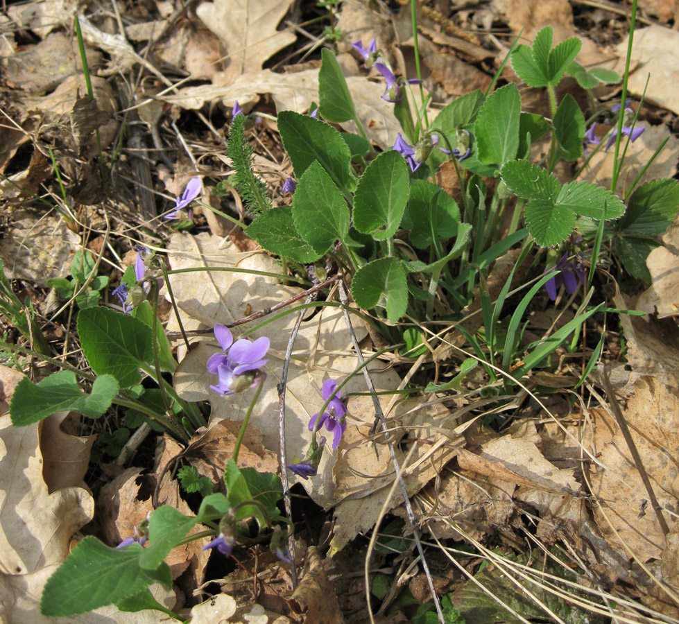 Image of Viola hirta specimen.