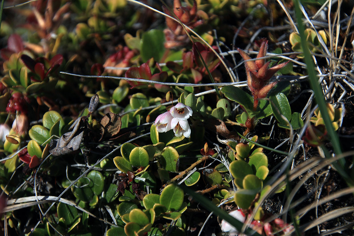 Изображение особи Vaccinium vitis-idaea var. minus.