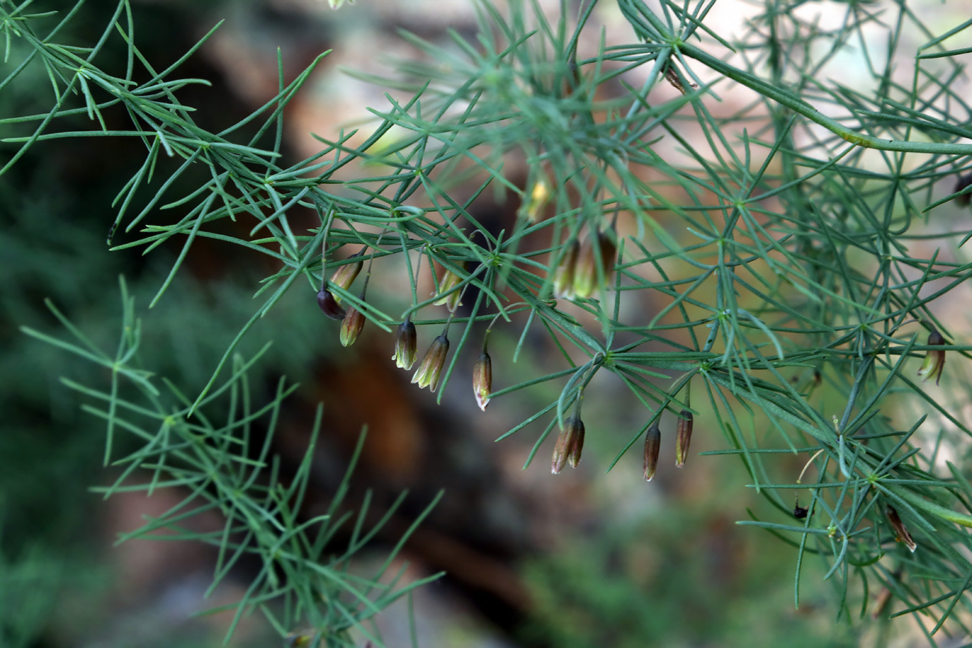 Image of Asparagus persicus specimen.