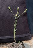 Linum corymbulosum. Отцветающее и плодоносящее растение. Израиль, горы Самарии, западная часть, поселение Альпей Менаше, поляна на месте пожара. 28.04.2022.