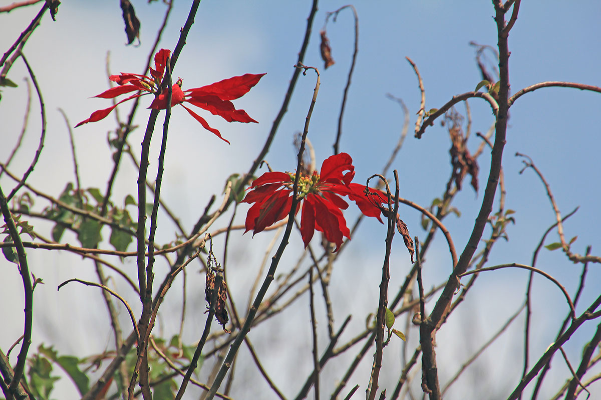 Image of Euphorbia pulcherrima specimen.