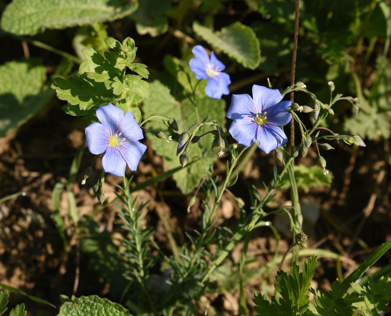 Изображение особи Linum austriacum.