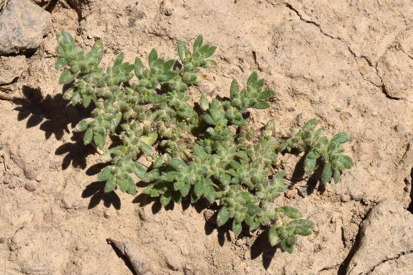 Image of Herniaria cinerea specimen.