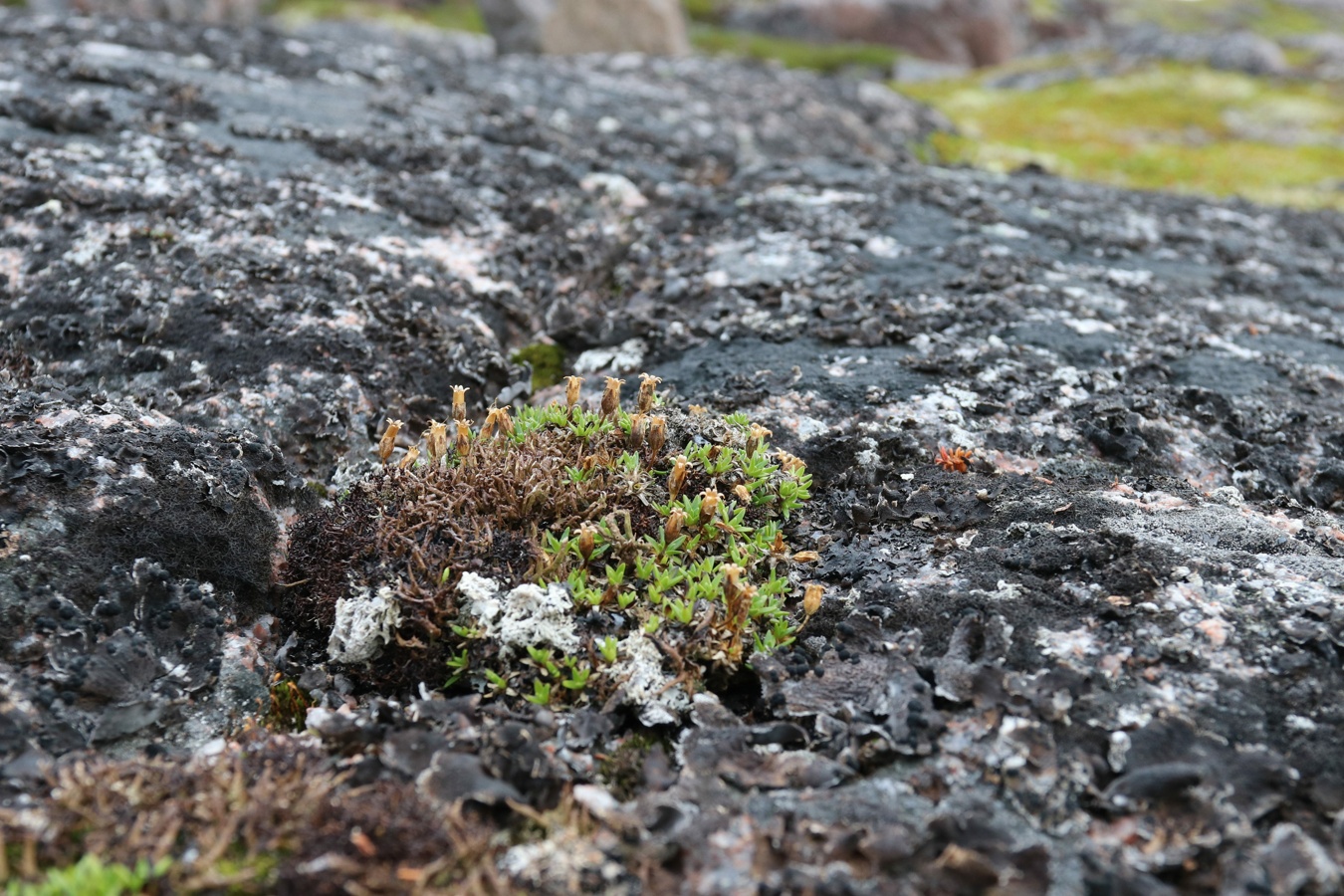 Image of Silene acaulis specimen.