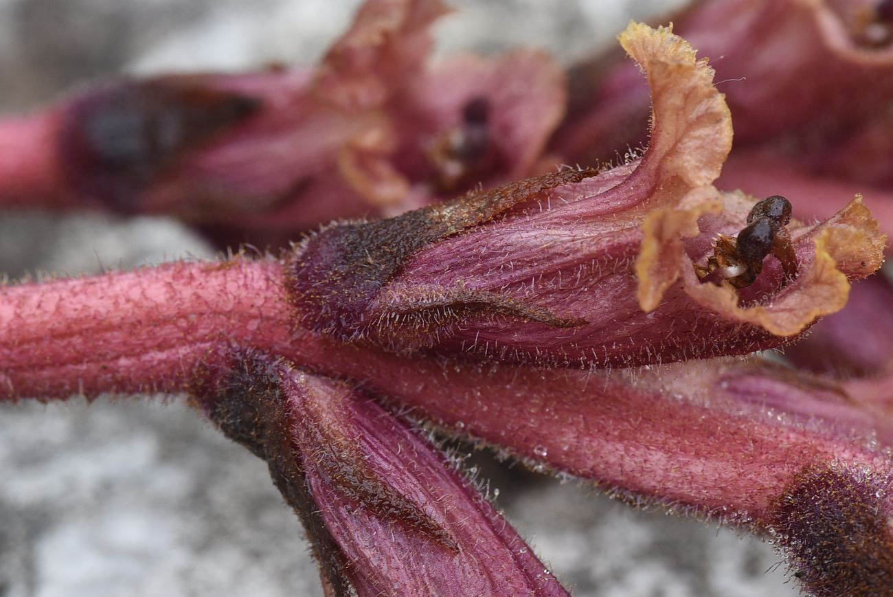 Image of Orobanche campanulae specimen.