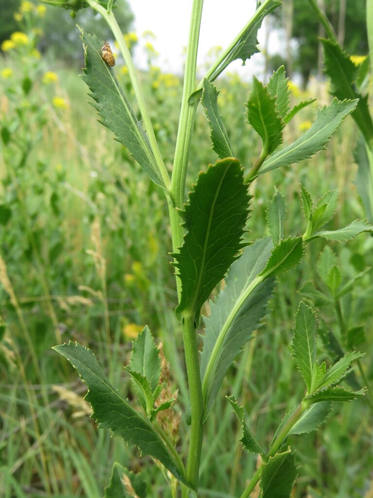 Image of Rorippa austriaca specimen.