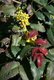 Mahonia aquifolium