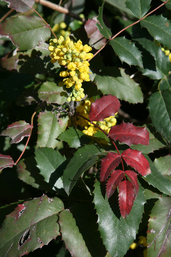 Image of Mahonia aquifolium specimen.