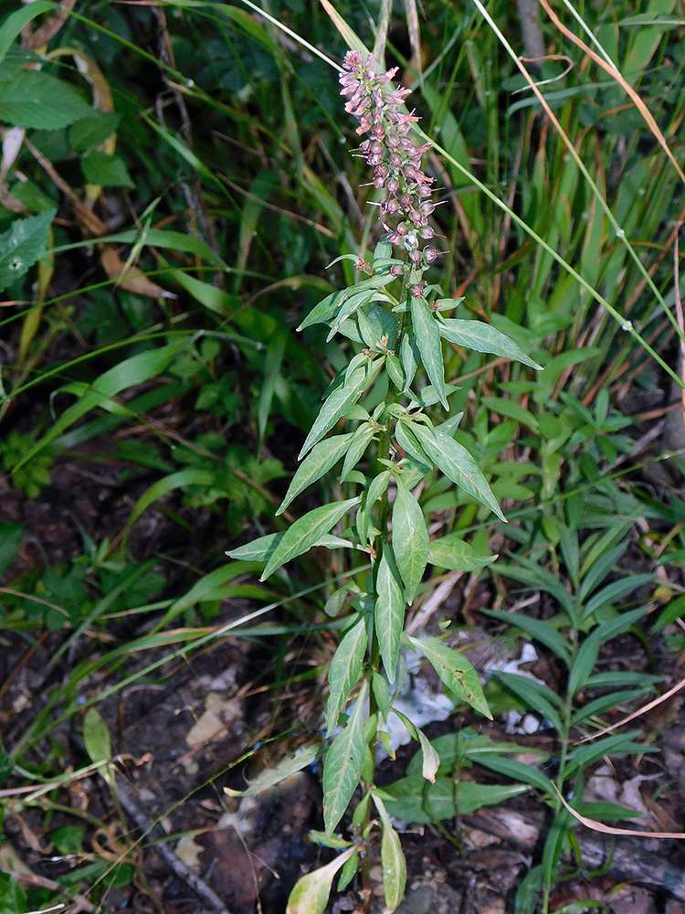 Image of Lysimachia dubia specimen.