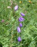 Campanula rapunculoides. Верхушка цветущего растения. Кабардино-Балкария, долина р. Баксан, между памятником первовосходителям на Эльбрус и водопадом на р. Курмычи, высота 1600 м н.у.м., луг. 24 июля 2022 г.