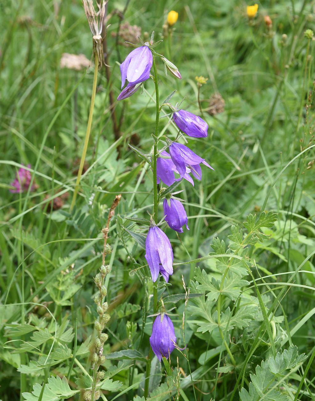 Изображение особи Campanula rapunculoides.