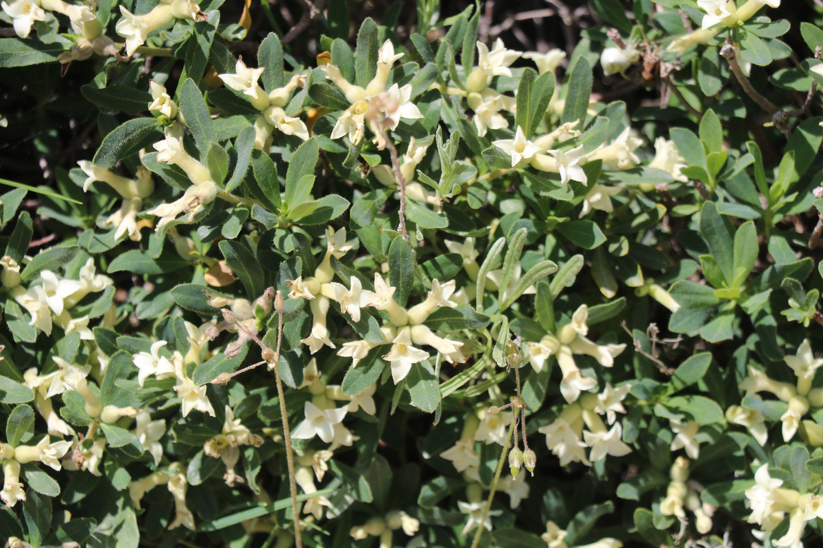 Image of Daphne kurdica specimen.